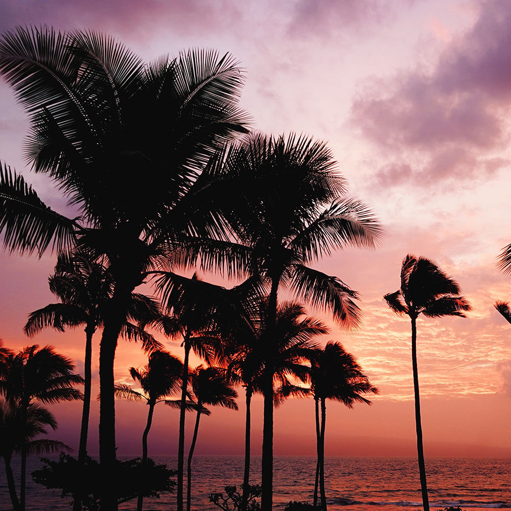 hawaii-palm-trees-1000x1000 hawaii-palm-trees-1000x1000
